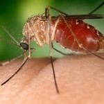 The easiest and best way to avoid WNV is to prevent mosquito bites.