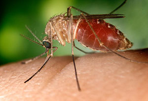 The easiest and best way to avoid WNV is to prevent mosquito bites.