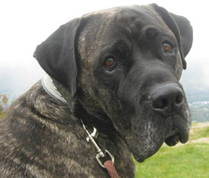 This photo appeared on an on-line petition to save Rocco, a Somerville dog, from a euthanasia order following a recent incident.
