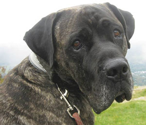 Rocco, the bullmastiff currently being held in the city kennel, may yet be spared from being euthanized, depending on a forthcoming court ruling. 