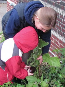 Urban farming enthusiasts of all ages are being sought for Green City Growers’ 2014 Urban Agriculture Ambassador program set to commence this spring. 