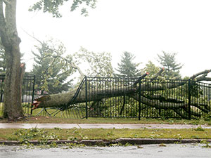 Tree damaged on Powderhouse Blvd from Thursday night's storm. ~Photo by Bobbie Toner