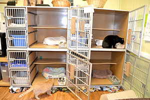 The “guests” at Pets In Need enjoy all the comforts of home. 
