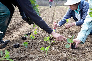 Volunteers at Field of Greens in Lincoln, MA lend their efforts to help produce food for the needy. ~Photo by Alexa Gonzalez Wagner