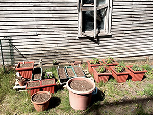 More food being grown for the needy. ~Photo by Patrick McDonagh