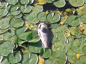 Dead fish are suddenly showing up.  ~Photos by Donald Norton