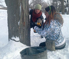 The sap is flowing and hopes are high for a large yield of maple syrup as Groundwork Somerville prepares for its annual Boil Down event on March 12.