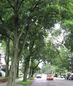 They may beautify our neighborhoods, but some tree’s roots can cause serious problems for homeowners.