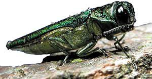 The Emerald Ash Borer tree parasite.